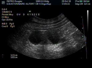Ultrasound of a polycystic ovary in a bitch with recurrent infertility