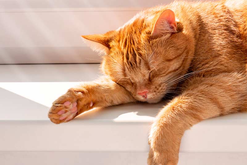 10 Signos de Alarma en Gatos