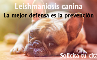 Vacuna contra la Leishmaniosis Canina